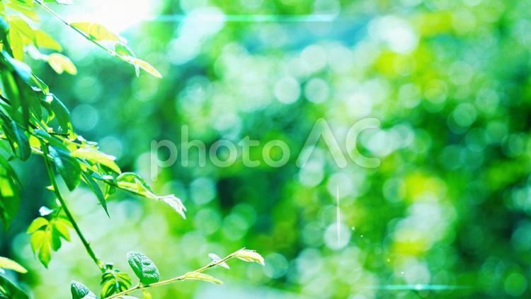 キラキラ美しい木漏れ日、明るい日差し 木漏れ日,葉,葉っぱの写真素材