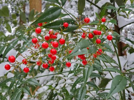雪を被る南天の実 南天,ナンテン,雪の写真素材
