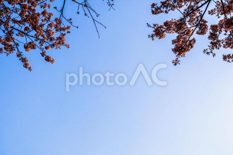 背景画像： 青空を背景にしたさくら画像 メッセージスペース付き 背景用写真素材 花びら,桜,さくらの写真素材
