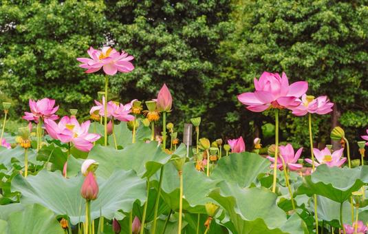 古代ハスと水滴ー86 古代ハスと水滴ー86 古代ハス,蓮,ハスの花の写真素材