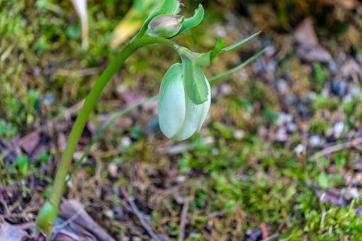 クリスマスローズの白い蕾 クリスマスローズ,蕾,白の写真素材