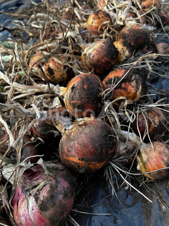 市民農園の玉ねぎの収穫 玉ねぎの,赤玉ねぎ,食べ物の写真素材
