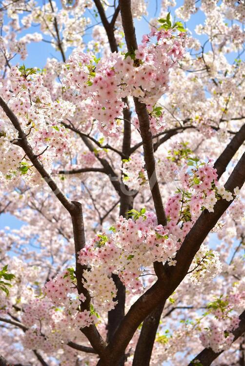 満開の桜の木 春,植物,樹木の写真素材