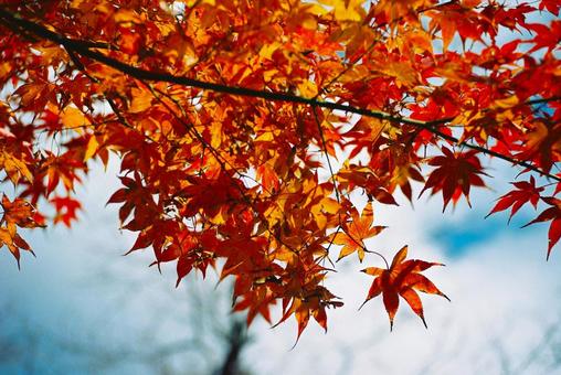 オレンジ色のモミジ 秋,もみじ,紅葉の写真素材