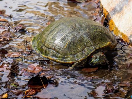 水辺のアカミミガメ 水辺のアカミミガメ アカミミガメ,ミドリガメ,カメの写真素材