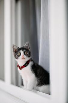 窓辺の子猫 マンチカン,猫,子猫の写真素材