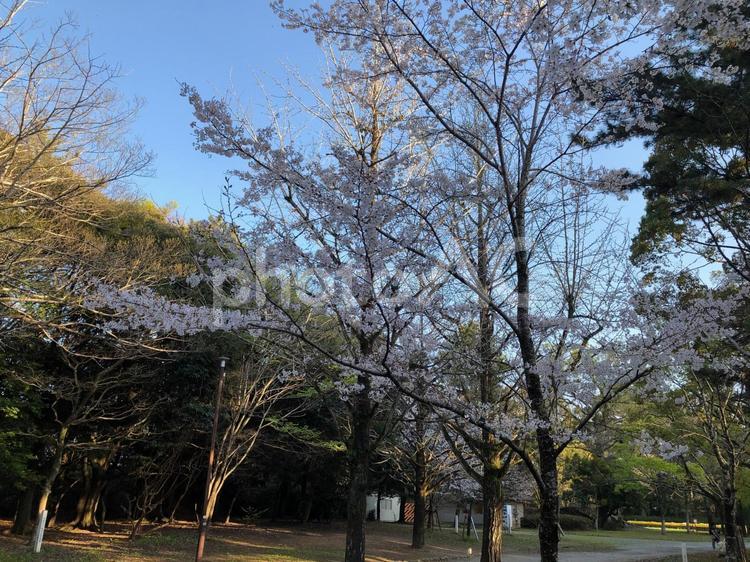 桜と公園 桜,風景,春の写真素材