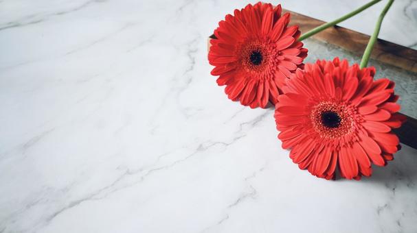 赤いガーベラ (白背景) ガーベラ,赤,花の写真素材