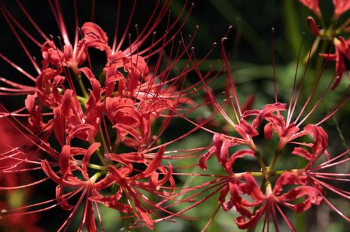 Looking at the red spider lily from above, JPG Looking at the red spider lily from above, JPG