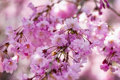 桜07 桜07の写真