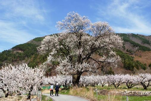 信州千曲市あんずの里 信州千曲市あんずの里 信州,千曲市,あんずの里の写真素材