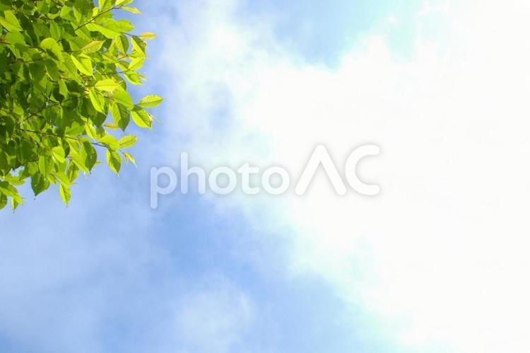 明るい空とグリーンの葉の背景素材 空,木,曇り空の写真素材