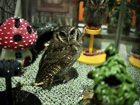 オオスズメフクロウ オオスズメフクロウ オオスズメフクロウ,フクロウ,鳥の写真素材