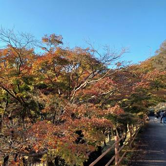 紅葉と青空の写真