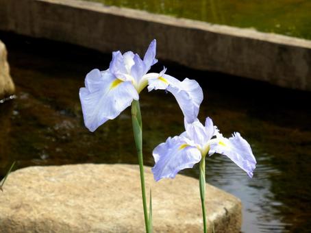 郊外の菖蒲園に並んで咲くハナショウブの写真