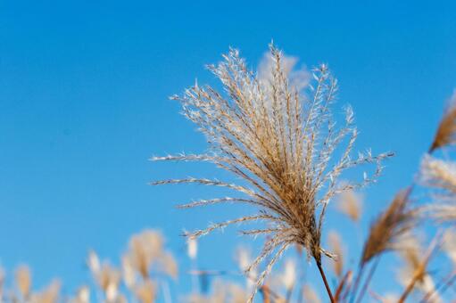 黄金色に輝くススキ ススキ,風景,晴れの写真素材