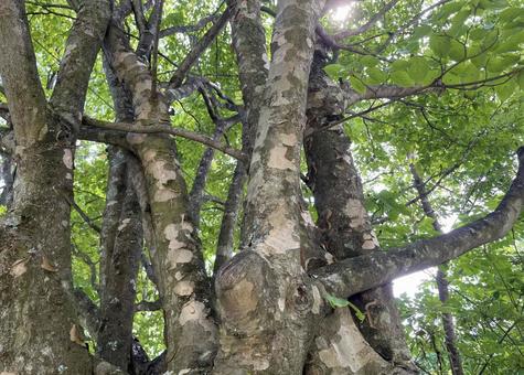 ヤマボウシの樹皮 ヤマボウシの樹皮の写真