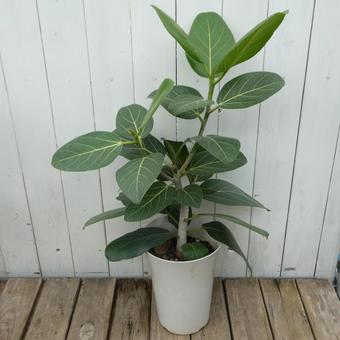 ゴムの木 ベンガルゴムの鉢植え ゴムの木 ベンガルゴムの鉢植えの写真