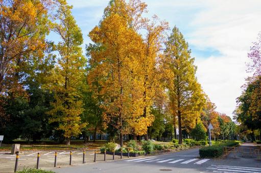 紅葉した木々のある並木道 秋,紅葉,風景の写真素材