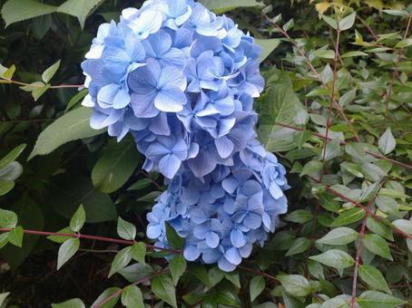 紫陽花 庭園,庭,自然の写真素材