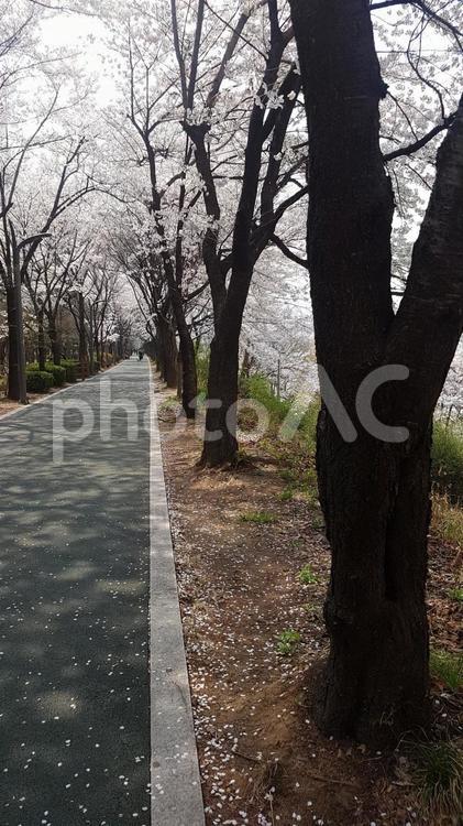 韓国桜並木１ 桜,桜並木,春の写真素材