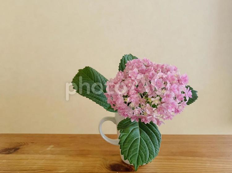 アジサイを部屋に飾る アジサイ,花を飾る,花の写真素材