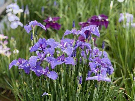 堀切菖蒲園 曇り空の下花菖蒲が咲き誇る 堀切菖蒲園 曇り空の下花菖蒲が咲き誇る 癒し,壁紙,花畑の写真素材