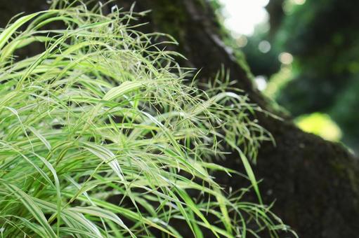 涼しげな葉 涼しげな葉 葉,緑,夏の写真素材