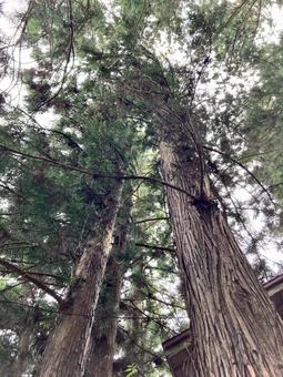 Photo, fir, trees, tree shape, 