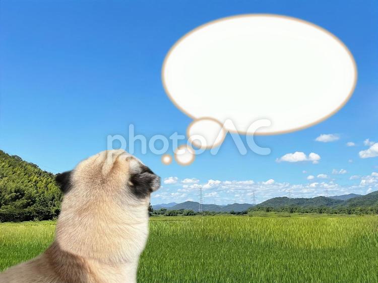 パグ　愛犬の吹き出しテクスチャと空 犬,パグ,吹き出しの写真素材