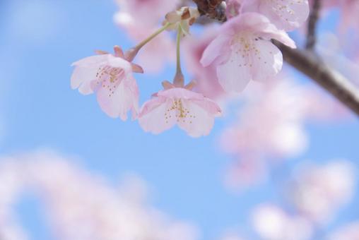 青空を背景にした桜の花のアップ 青空を背景にした桜の花のアップの写真