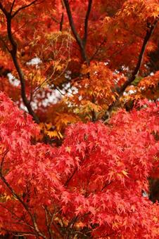 満開の紅葉 秋,赤,11月の写真素材