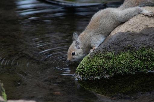 水を飲むリス 水を飲むリスの写真