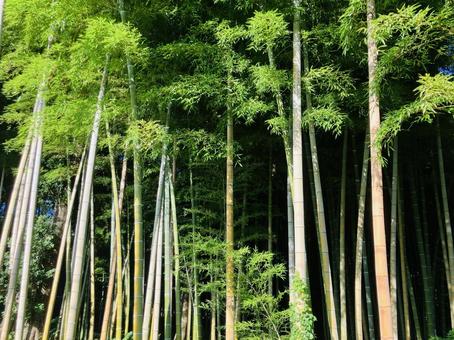 竹林 竹林 竹林,京都,嵐山の写真素材