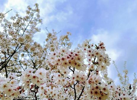 桜 桜の写真