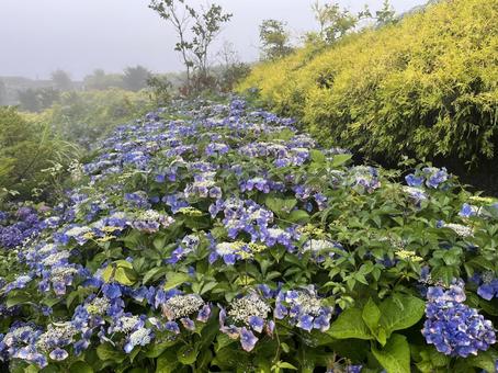 Photo, kochi prefecture, ootake-cho, play with the wind, 