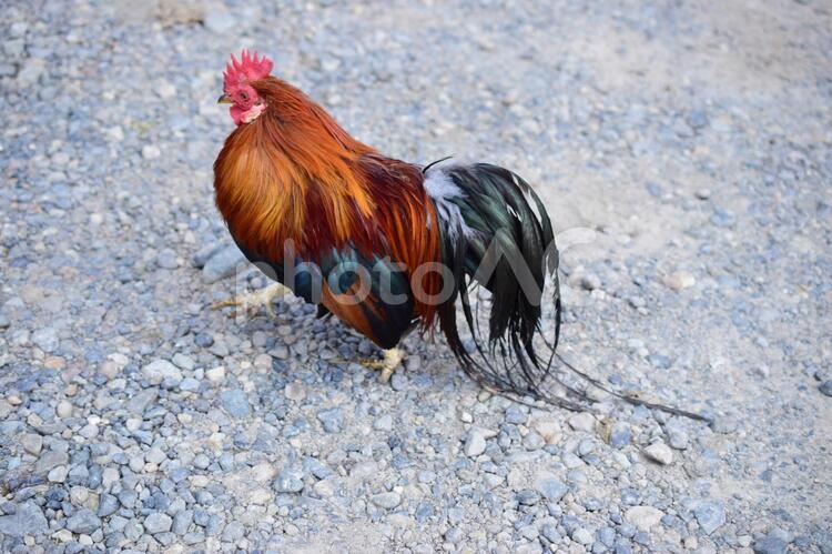 悠然と歩く　　鶏 自然,動物,鳥の写真素材