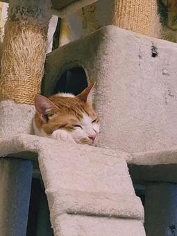 猫 しっかり寝た 猫 しっかり寝たの写真