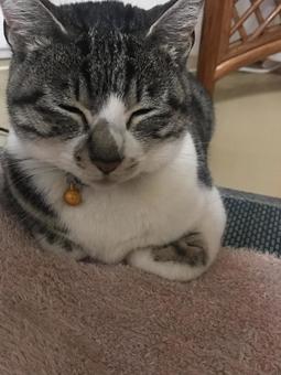 ねむねむ猫 ねむねむ猫の写真