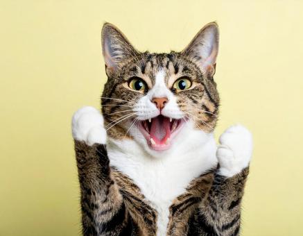嬉しい猫の写真