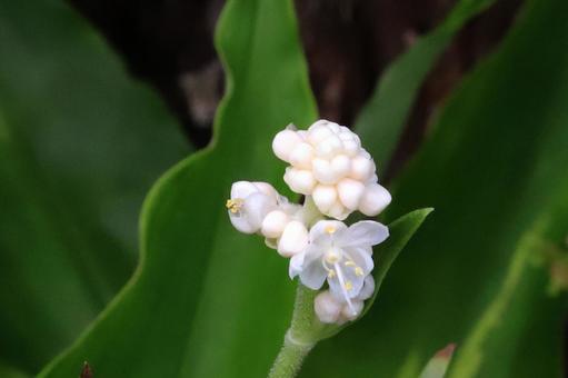 ミョウガの花 ミョウガの花の写真