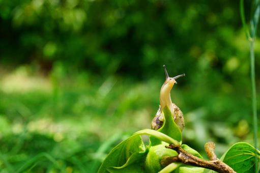 Photo, snails, creatures, leaf, 