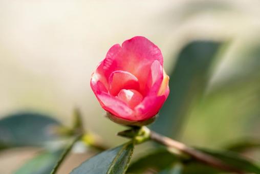 Camellia flower close-up, JPG Camellia flower close-up, JPG