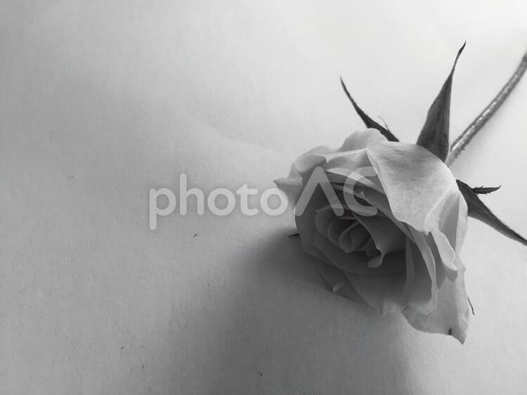 薔薇一輪(モノクロ) さみしい,ノスタルジー,バックグランドの写真素材