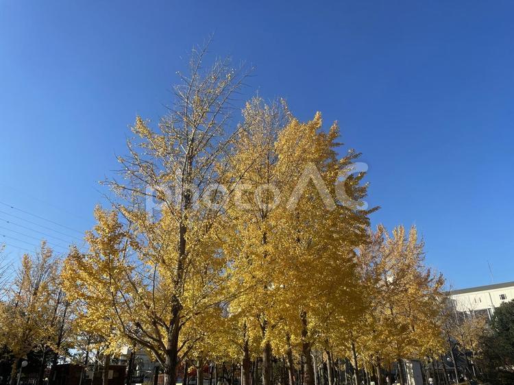 銀杏並木 銀杏,並木,紅葉の写真素材