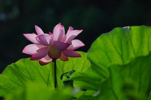 神聖な花 神聖な花 ハス,花,ハス科の植物の写真素材