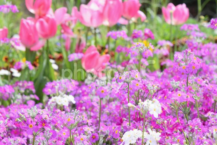 お花畑・サクラソウ あかるい,いやし,うつくしいの写真素材