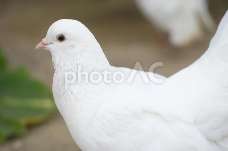 シロハト シロハト,ハト,鳥の写真素材