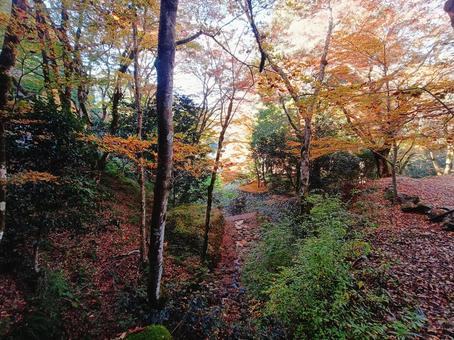 小川沿いの紅葉小径 紅葉,もみじ,紅葉狩りの写真素材