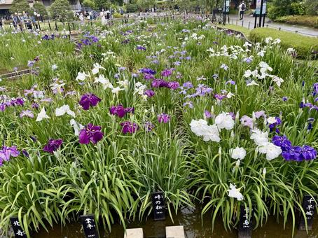 堀切菖蒲園 曇り空の下咲き誇る花菖蒲 堀切菖蒲園 曇り空の下咲き誇る花菖蒲の写真